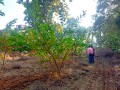 VNR-Bihi-Guava-Trial-at-KVK-Sonepur-OD-Jan-2022-4