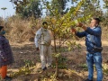 VNR-Bihi-Guava-Trial-at-KVK-Sundargarh-OD-Jan-2022-7