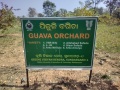 VNR-Bihi-Guava-Trial-at-KVK-Sundargarh-OD-Jan-2022-8