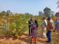 VNR-Bihi-Guava-Trial-at-KVK-Sundargarh-OD-Jan-2022-9