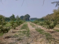 VNR-Bihi-Guava-Trial-at-NDUAT-Kumarganj-Ayodhya-UP-Nov-2023-2