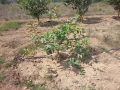 VNR-Bihi-Guava-Trial-at-OUAT-Baramunda-Bhubaneswar-OD-Feb-2021-2