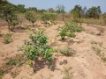 VNR-Bihi-Guava-Trial-at-OUAT-Baramunda-Bhubaneswar-OD-Feb-2021-3