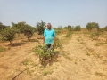 VNR-Bihi-Guava-Trial-at-OUAT-Baramunda-Bhubaneswar-OD-Feb-2021-4
