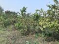 VNR-Bihi-Guava-Trial-at-OUAT-College-of-Horticulture-Chiplima-Sambalpur-OD-Jan-2024-1