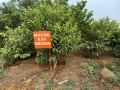 VNR-Bihi-Guava-Trial-at-PJTSAU-Hyderabad-TS-April-2022-1