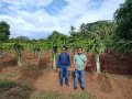 VNR-Bihi-Guava-Trial-at-TNAU-TN-July-2022-1