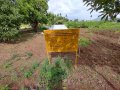 VNR-Bihi-Guava-Trial-at-TNAU-TN-July-2022-2