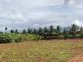 VNR-Bihi-Guava-Trial-at-TNAU-TN-July-2022-3