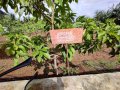VNR-Bihi-Guava-Trial-at-TNAU-TN-July-2022-4