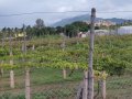 VNR-Bihi-Guava-Trial-at-TNAU-TN-July-2022-5