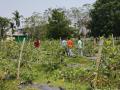 VNR-Bihi-Guava-Trial-at-UBKV-Cooch-Bihar-WB-April-2023-1