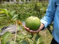 VNR-Bihi-Guava-Trial-at-UBKV-Cooch-Bihar-WB-April-2023-2