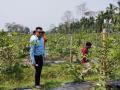 VNR-Bihi-Guava-Trial-at-UBKV-Cooch-Bihar-WB-April-2023-3