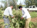 VNR-Bihi-Guava-Trial-at-UHS-Bagalkot-KA-July-2021-1
