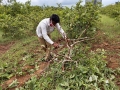 VNR-Bihi-Guava-Trial-at-UHS-Bagalkot-KA-July-2021-2