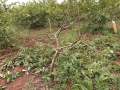 VNR-Bihi-Guava-Trial-at-UHS-Bagalkot-KA-July-2021-3