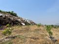 VNR-Madhur-Custard-Apple-Trial-at-Centurion-School-of-Technology-and-Management-Ganjam-OD-April-2024-1