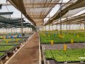 Rootstock-Polyhouse-1-scaled