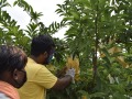 VNR-Madhur-Crop-Show-at-Jagdalpur-CG-15-Oct-2020-2
